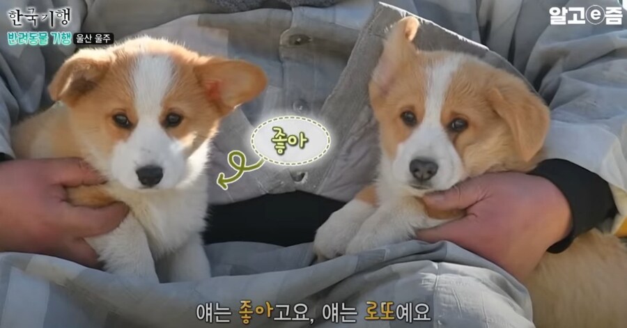 스님이 개이름을 럭셔리하게 짓는 이유.eu_6.jpg