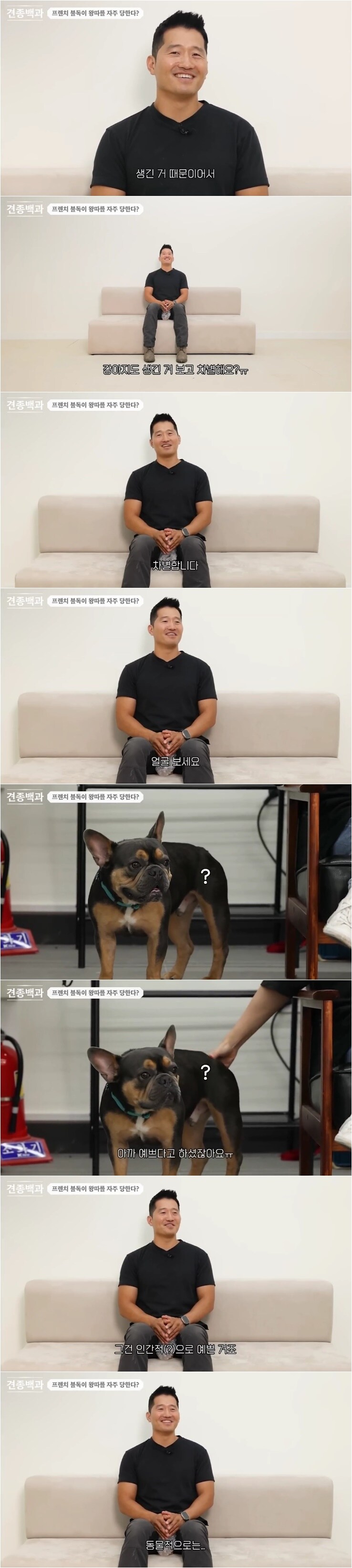 '프렌치 불독은 개들 사이에서 왕따를 당한다'_2.jpg