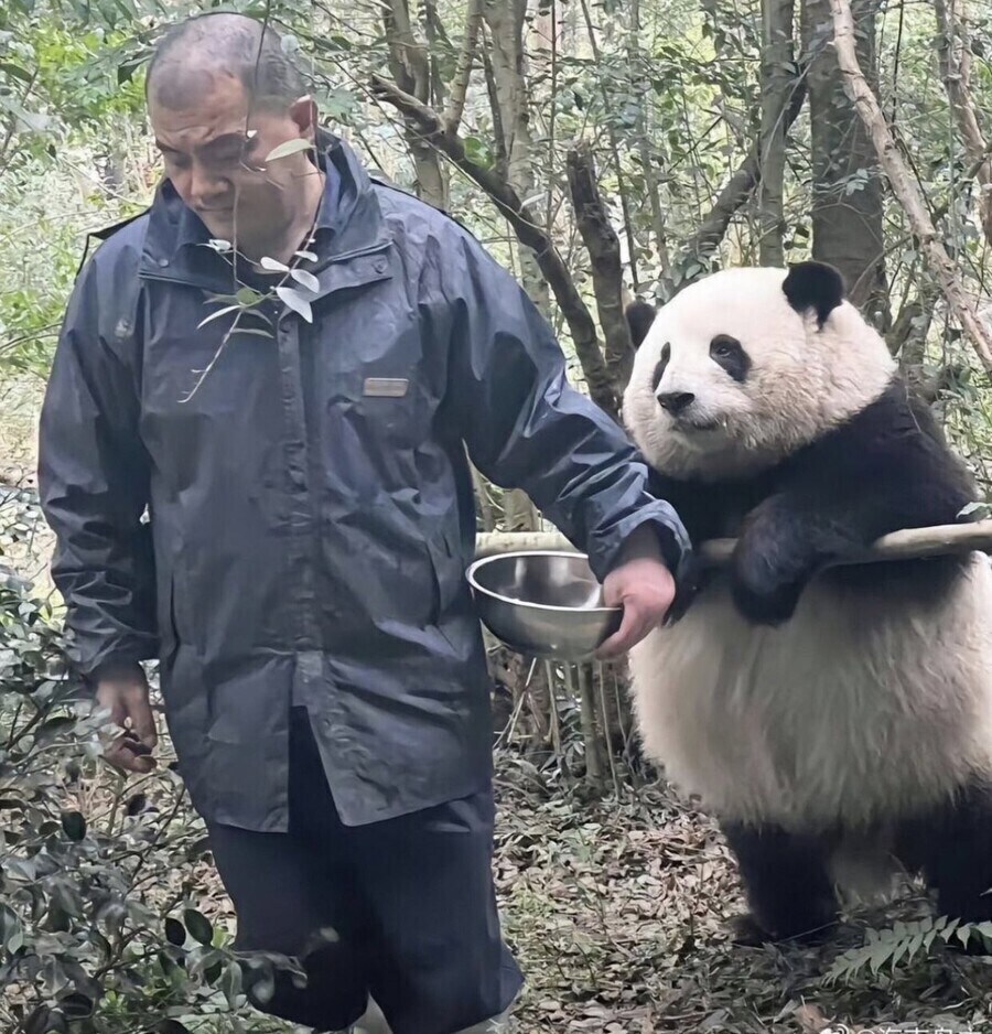 살찐 판다 밥 압수_1.jpg