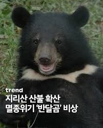 지리산 반달곰들 산불로 죽을뻔 했는데 살았다함_4.jpg