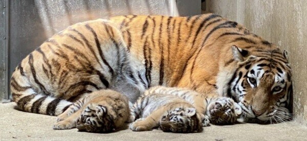 생태계복원] 떡밥에서 복원의"ㅂ"조차 안나오는 한반도 토종 동물_3.jpg