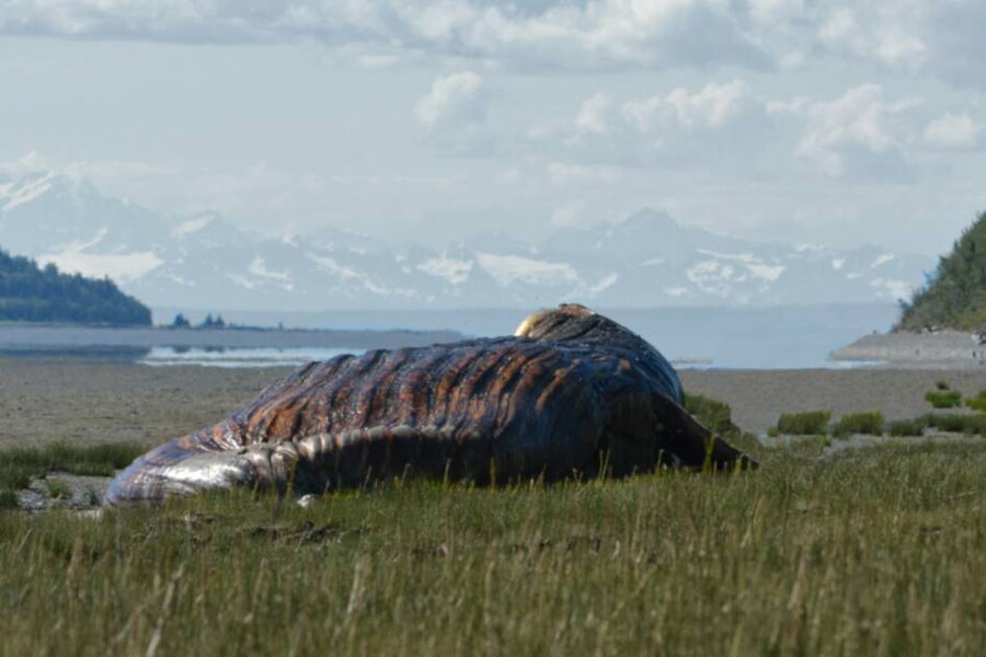 SCP) 미쳤냐고 거절된 682 제거 방안_1.png