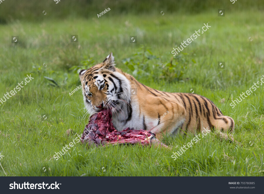조선시대 식인 반달가슴곰 기록이 없는이유_1.jpg