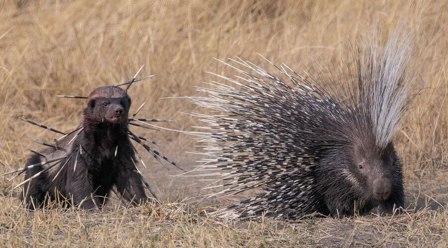 "공격할 땐 좀 더 주변을 살펴라. 너의 나쁜 버릇이다."_1.jpg