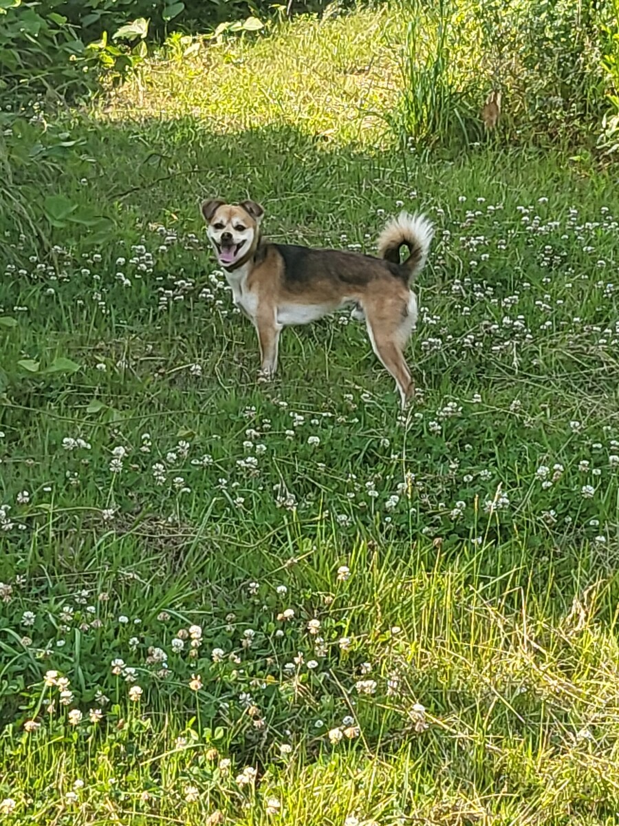 개 쿠션 사주길 잘한 듯_9.jpg