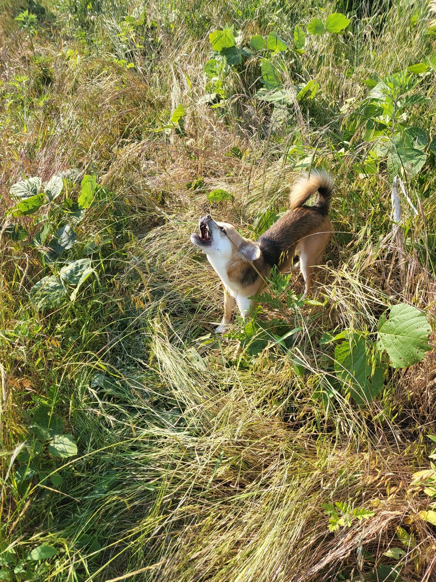 개 쿠션 사주길 잘한 듯_8.jpg