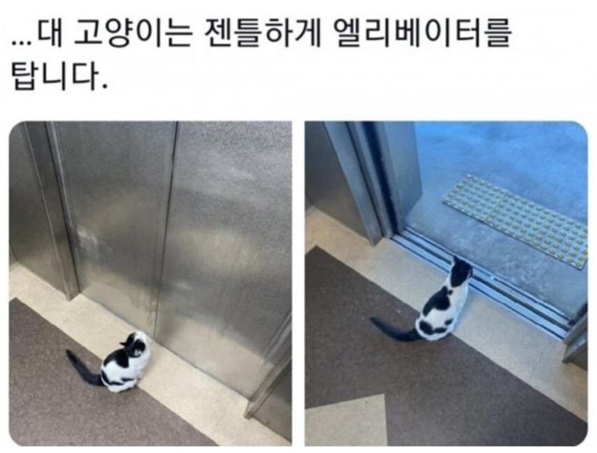대학교별 고양이 자랑 대회.jpg_6.jpg