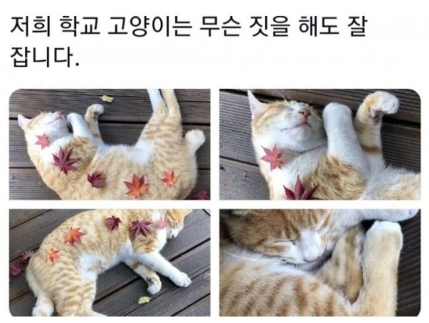 대학교별 고양이 자랑 대회.jpg_8.jpg
