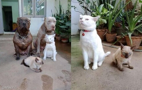 형님들과 함께 자란 고양이_2.jpg