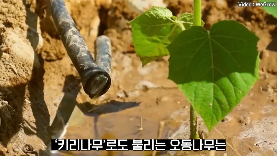 대나무 싸닥션 치는 속도로 크는 참오동나무_2.jpg