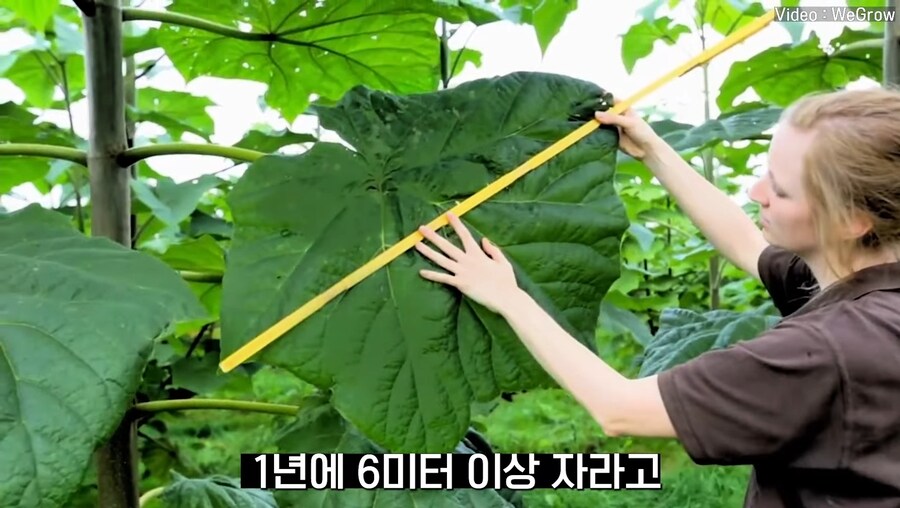 대나무 싸닥션 치는 속도로 크는 참오동나무_9.jpg