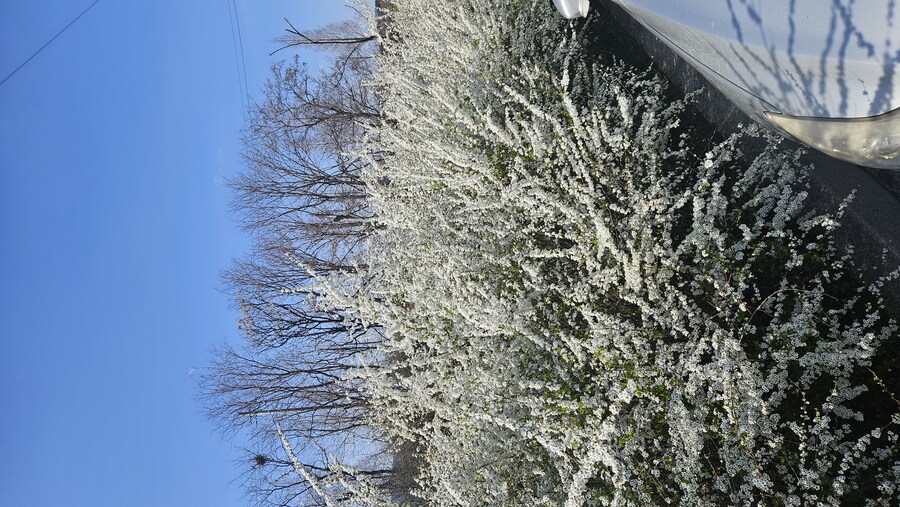 꽃 이름 찾고있어요_2.jpg