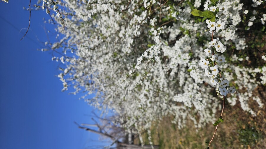 꽃 이름 찾고있어요_4.jpg