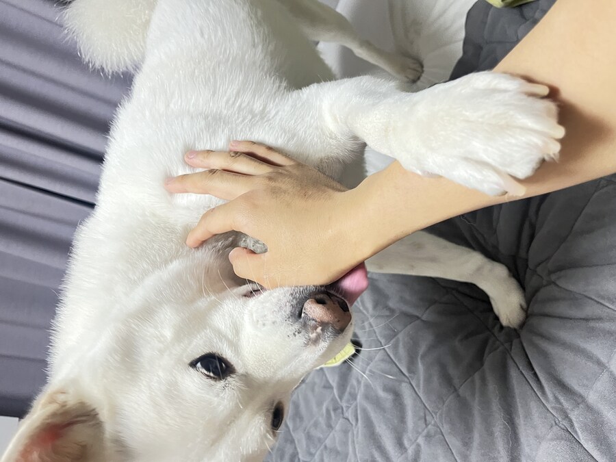 만우절 기념고양이 인증한다_4.jpg