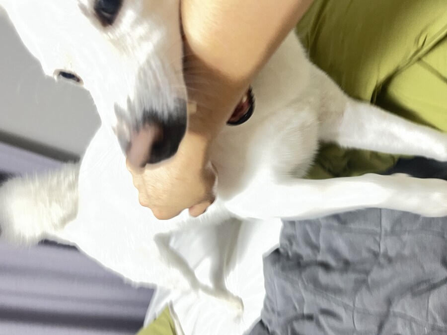 만우절 기념고양이 인증한다_5.jpg