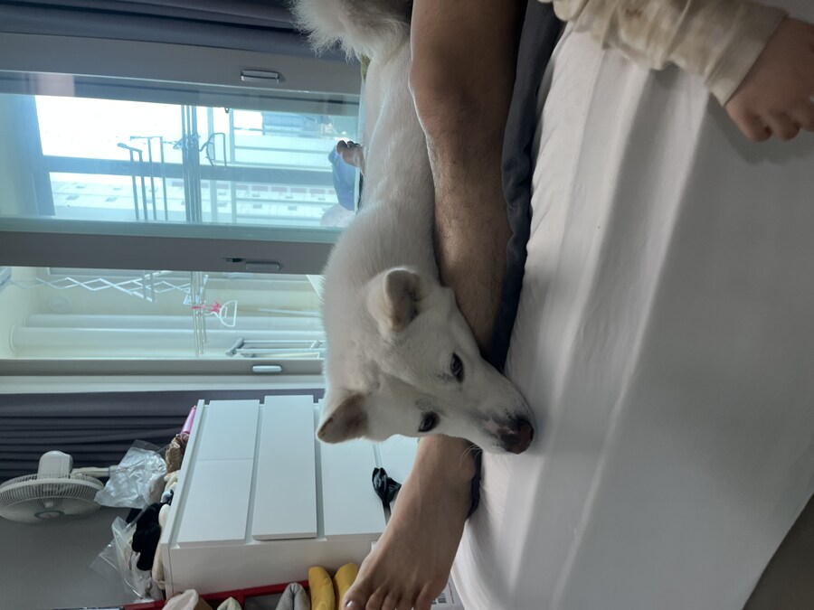 만우절 기념고양이 인증한다_7.jpg