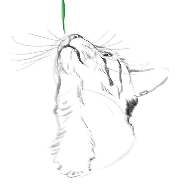 오가닉 자연산 우리집고양이 보고가셈_7.png