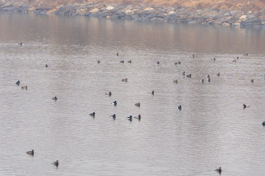 삼일절, 굴포천과 김포대수로 탐조_1.jpg