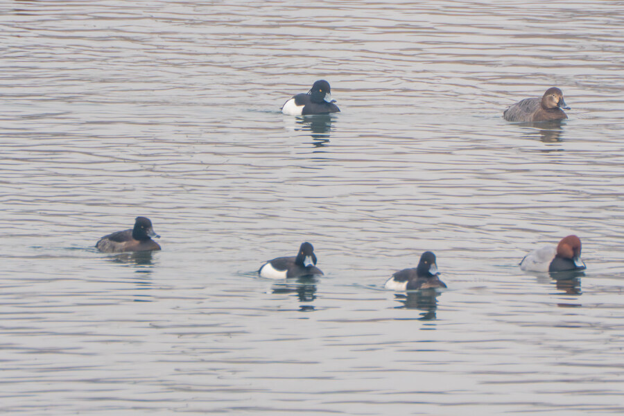 삼일절, 굴포천과 김포대수로 탐조_2.jpg