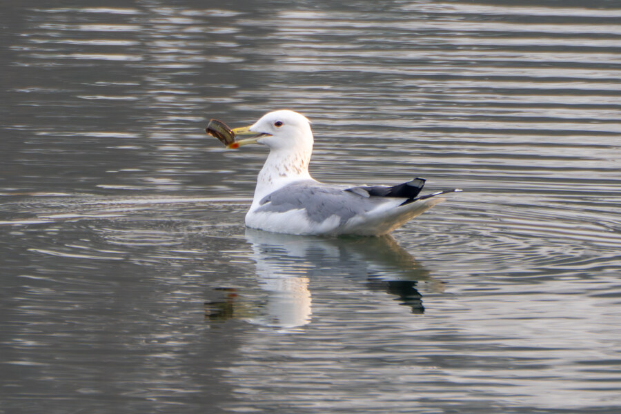 삼일절, 굴포천과 김포대수로 탐조_3.jpg