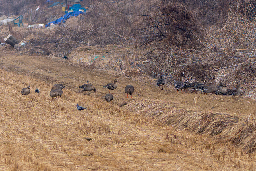 삼일절, 굴포천과 김포대수로 탐조_9.jpg