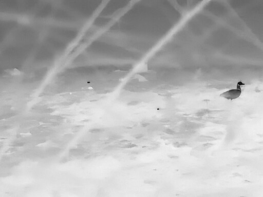 삼일절, 굴포천과 김포대수로 탐조_11.jpg