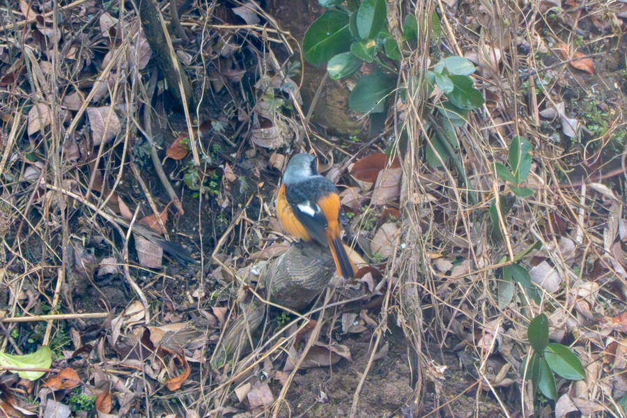 삼일절, 굴포천과 김포대수로 탐조_12.jpg