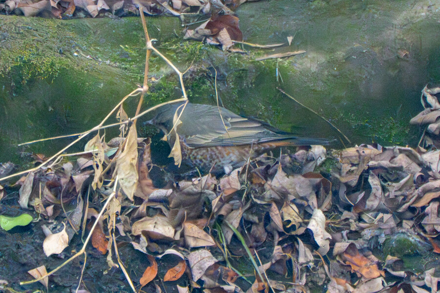 삼일절, 굴포천과 김포대수로 탐조_13.jpg