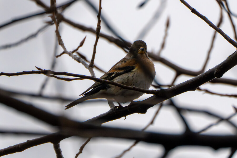 삼일절, 굴포천과 김포대수로 탐조_20.jpg