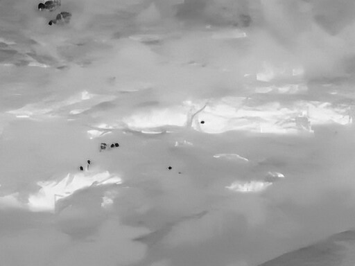 삼일절, 굴포천과 김포대수로 탐조_25.jpg