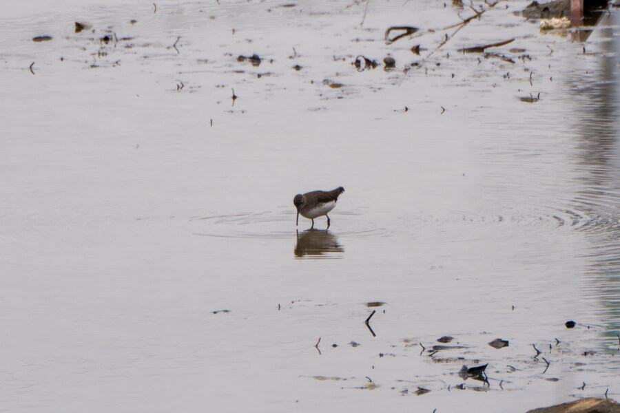 삼일절, 굴포천과 김포대수로 탐조_42.jpg