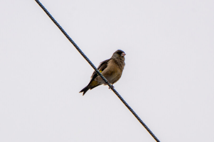 삼일절, 굴포천과 김포대수로 탐조_43.jpg