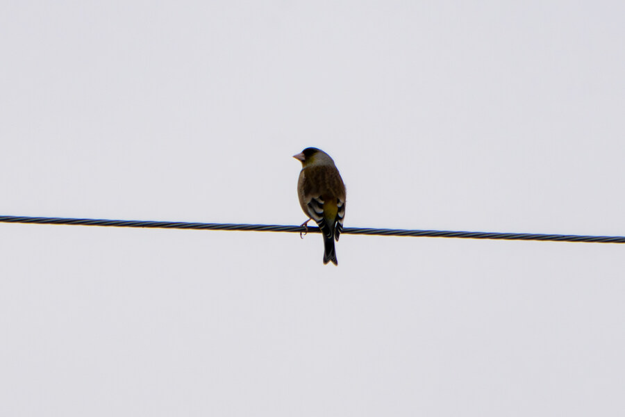 삼일절, 굴포천과 김포대수로 탐조_44.jpg