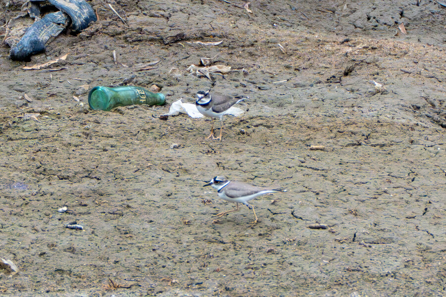 삼일절, 굴포천과 김포대수로 탐조_48.jpg