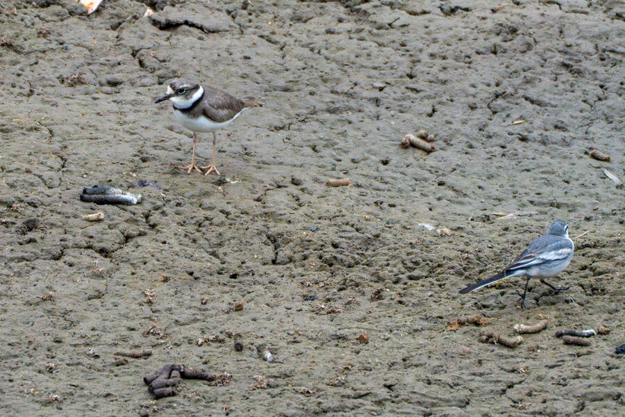 삼일절, 굴포천과 김포대수로 탐조_51.jpg