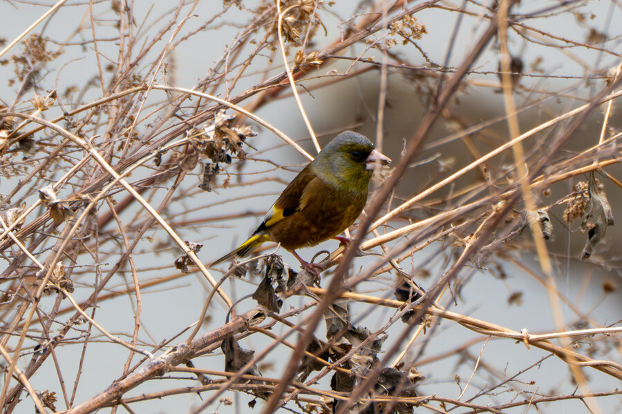 삼일절, 굴포천과 김포대수로 탐조_54.jpg
