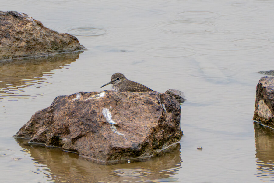 삼일절, 굴포천과 김포대수로 탐조_55.jpg