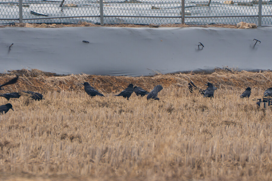 삼일절, 굴포천과 김포대수로 탐조_56.jpg
