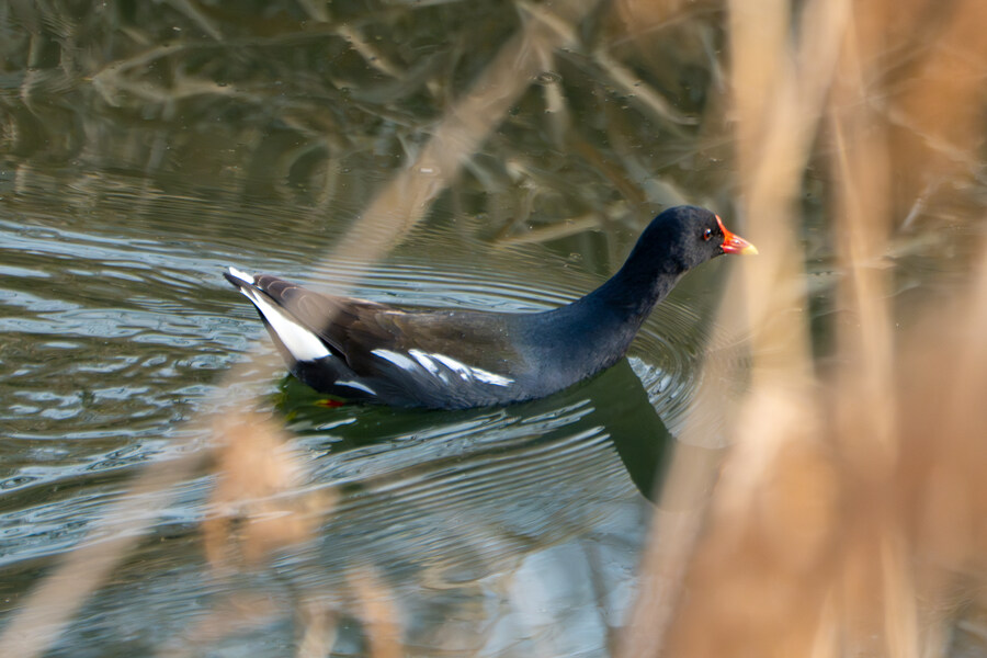 삼일절, 굴포천과 김포대수로 탐조_65.jpg