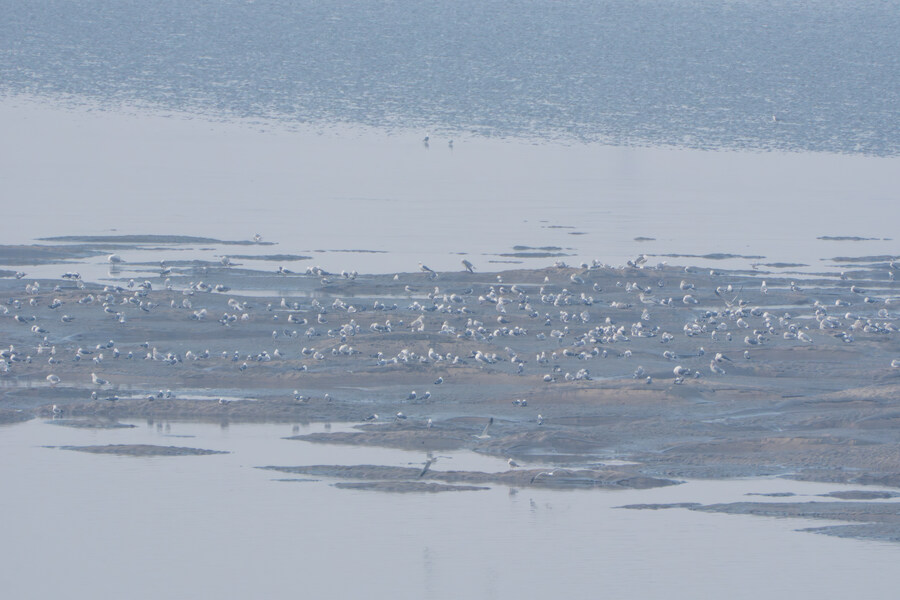 삼일절, 굴포천과 김포대수로 탐조_66.jpg