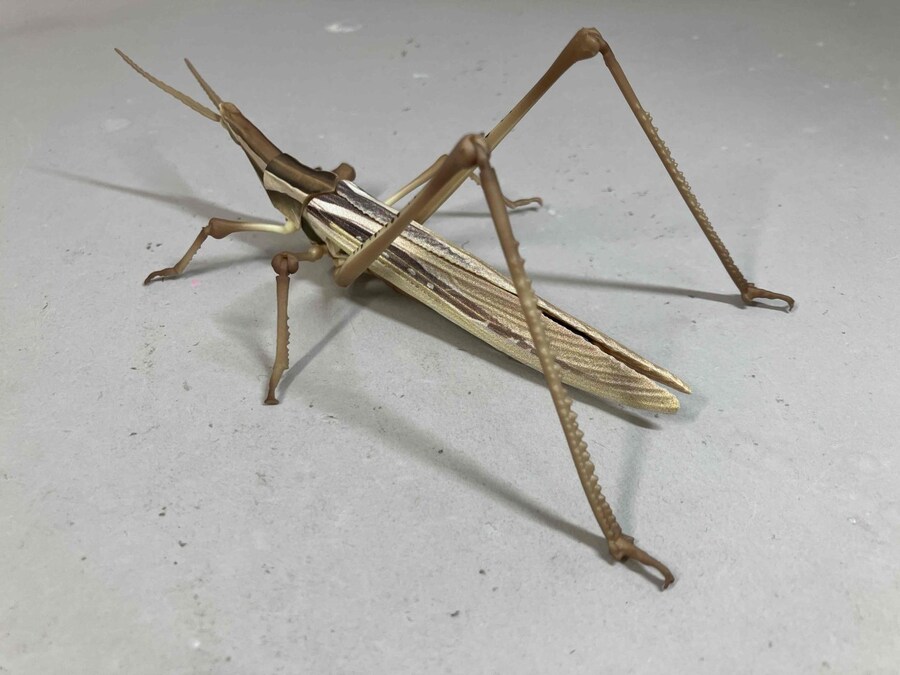 [반다이가샤폰] 생물대도감 어드밴스 왕사마귀와 방아깨비 샘플 이미지_19.jpg
