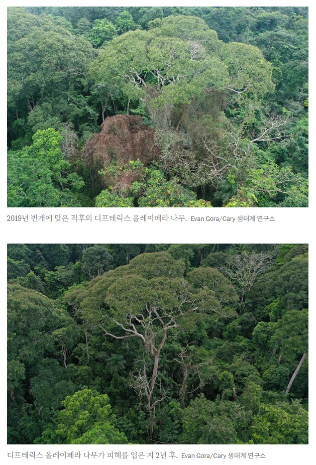 경쟁자를 죽이기 위해 일부러 번개를 맞는 나무_5.png