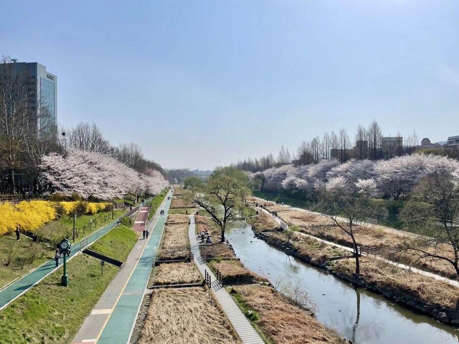 양재천 벚꽃구경_1.jpg