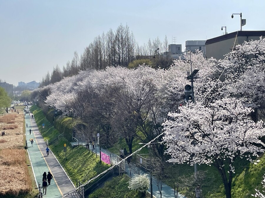 양재천 벚꽃구경_2.jpg