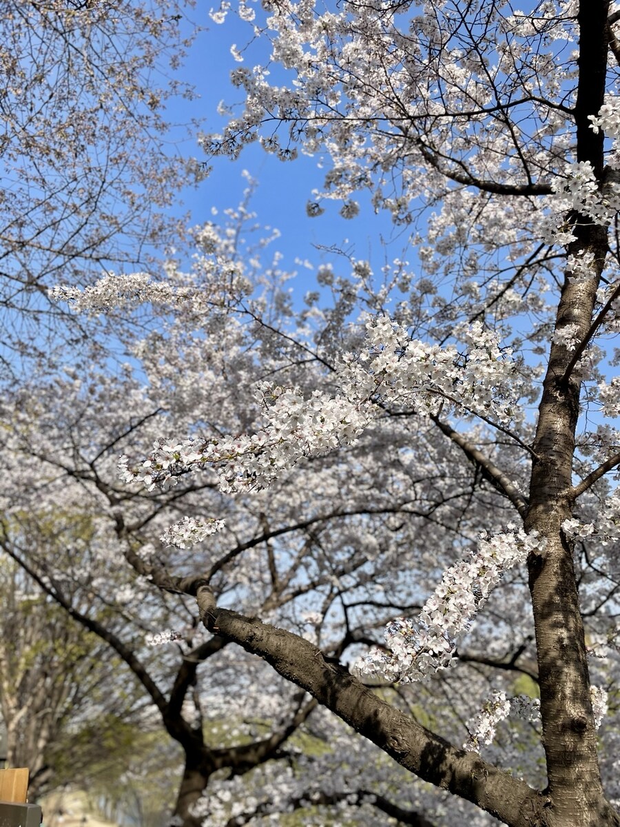 양재천 벚꽃구경_6.jpg
