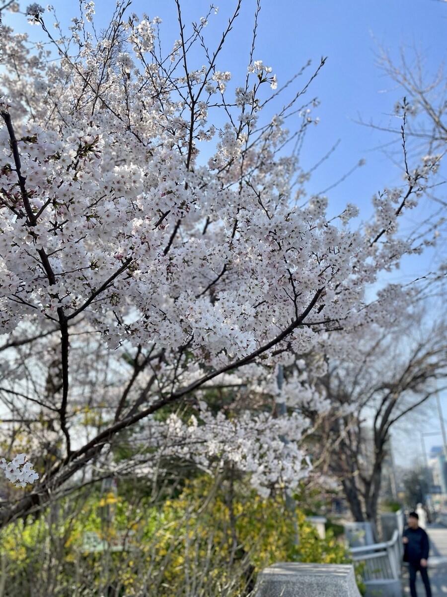 양재천 벚꽃구경_8.jpg