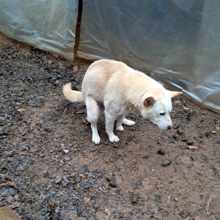 배변보고) 큰거 쌌어요_1.jpg