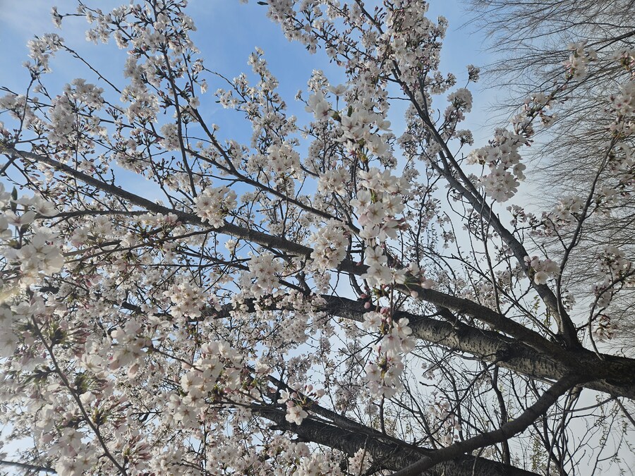 2025 서울 영등포 벗꽃 축제_6.jpg