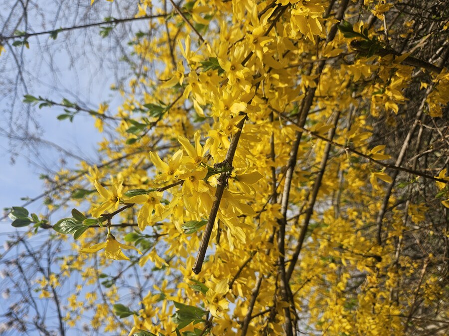 2025 서울 영등포 벗꽃 축제_7.jpg