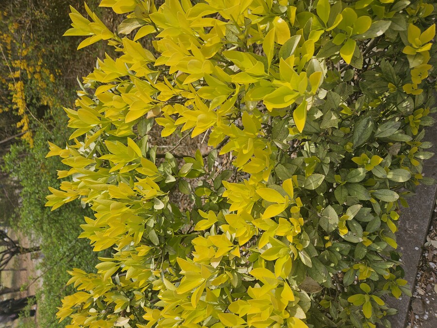 2025 서울 영등포 벗꽃 축제_8.jpg